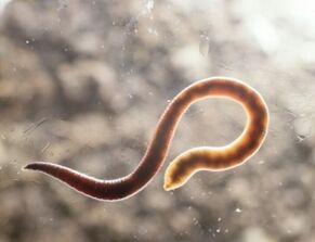 human parasite worm