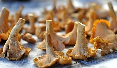 mushrooms of chanterelles to remove parasites from the body