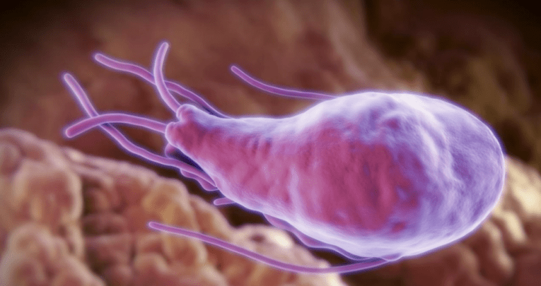 Alveococcus and Echinococcus