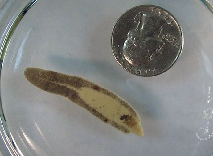Fluke size compared to a coin