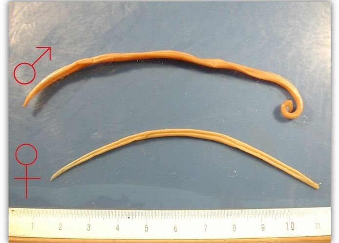 Size of roundworms - worms that infect the respiratory tract of adults